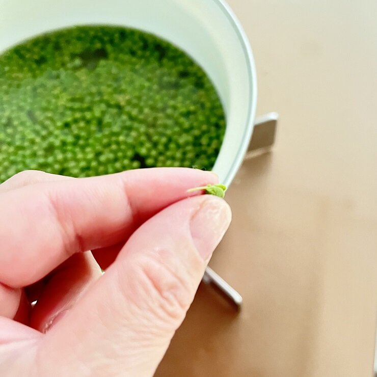 指で軽くつぶれる固さになるまで、８～10分茹でます。（弱火）